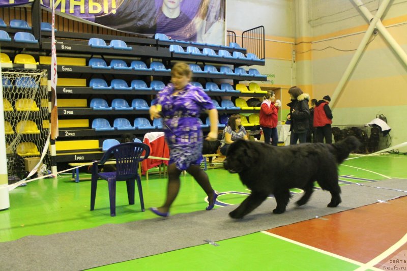 Фото: ньюфаундленд Омар Шериф, Людмила Овсянникова