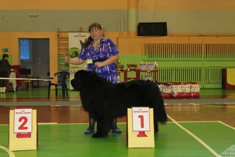 Фото: ньюфаундленд Омар Шериф, Людмила Овсянникова