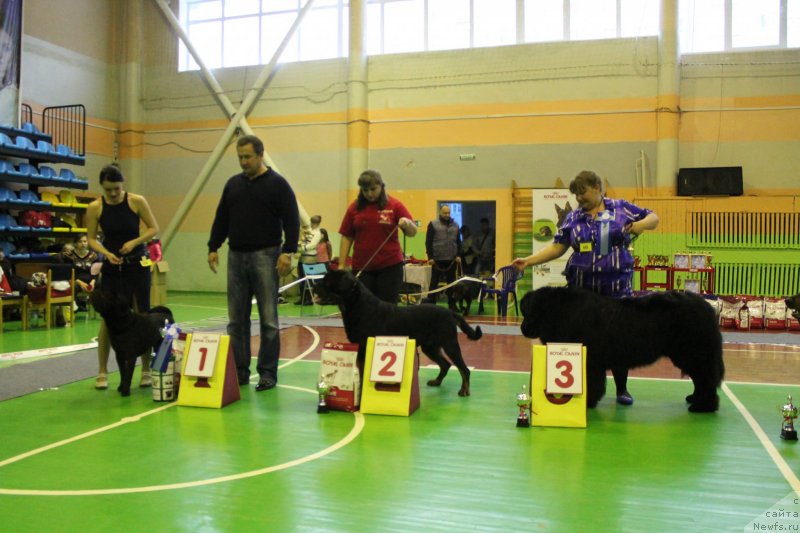 Фото: ньюфаундленд Омар Шериф, Людмила Овсянникова