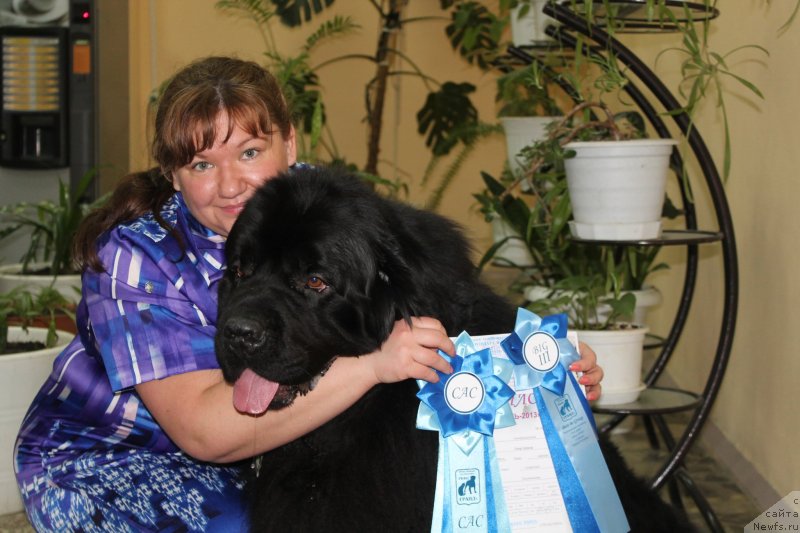 Фото: ньюфаундленд Омар Шериф, Людмила Овсянникова