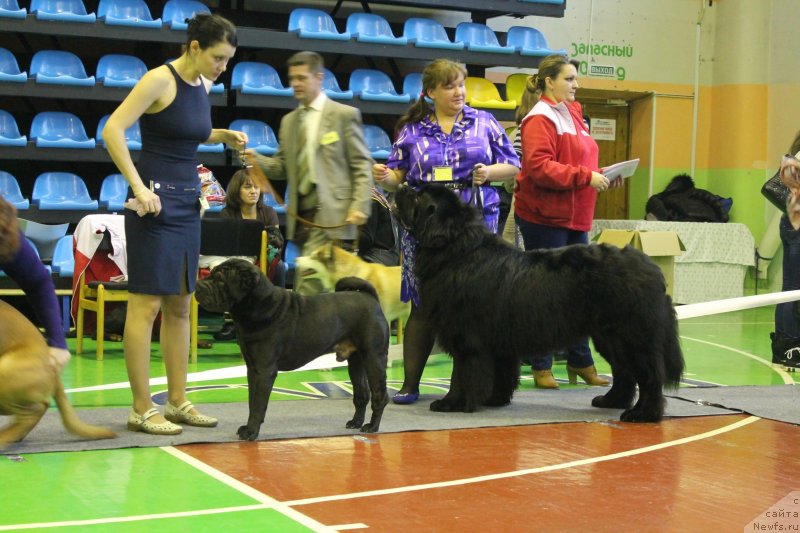 Фото: ньюфаундленд Омар Шериф, Людмила Овсянникова