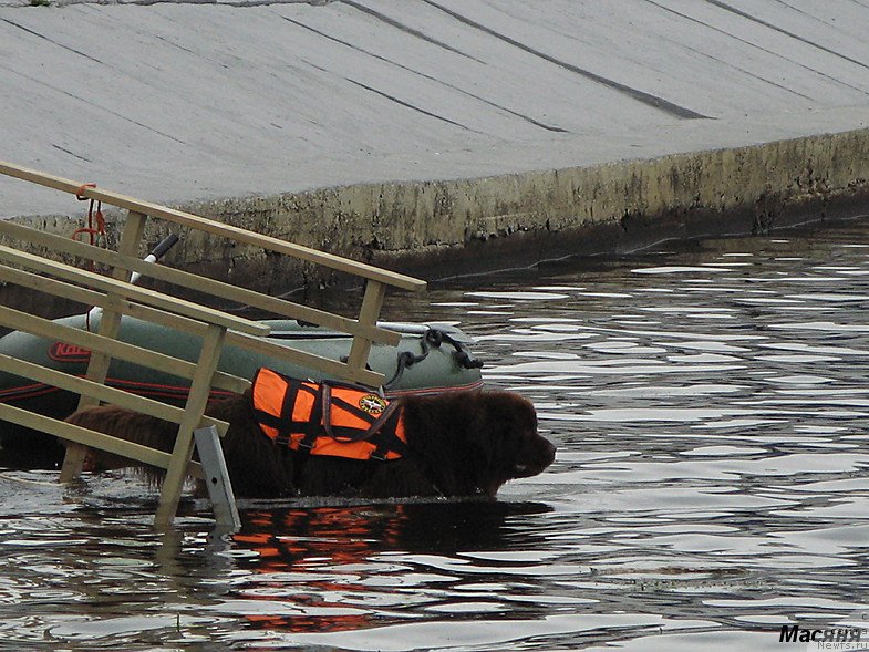 Фото: ньюфаундленд Очаровашка с Берега Дона (Ocharovashka s Berega Dona)