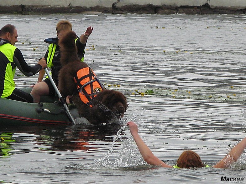 Фото: ньюфаундленд Очаровашка с Берега Дона (Ocharovashka s Berega Dona)