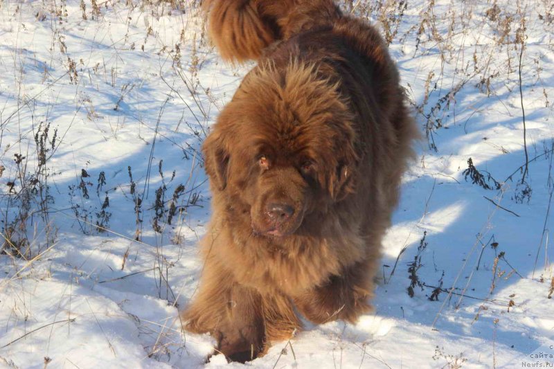 Фото: ньюфаундленд Бархатка Роскошная