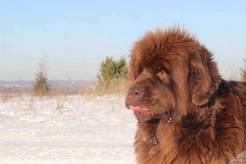 Фото: ньюфаундленд Бархатка Роскошная