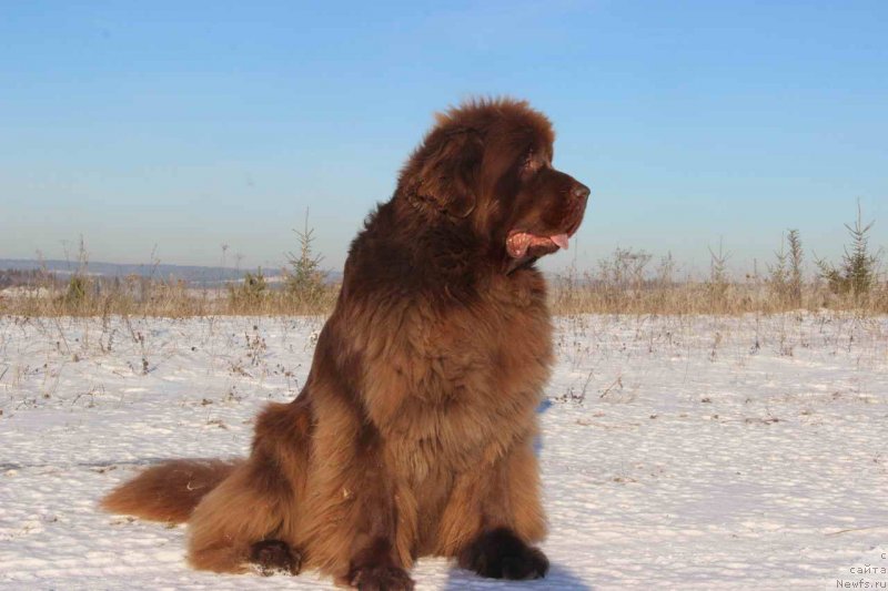 Фото: ньюфаундленд Бархатка Роскошная