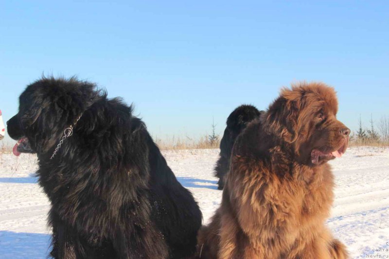 Фото: ньюфаундленд Ньюфорт Лунный Бархат, ньюфаундленд Бархатка Роскошная