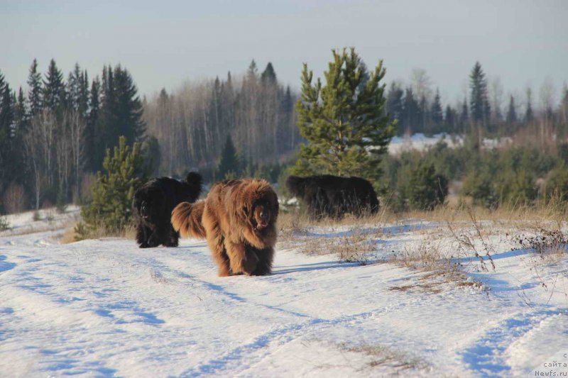 Фото: ньюфаундленд Баловень Судьбы, ньюфаундленд Ньюфорт Лунный Бархат, ньюфаундленд Бархатка Роскошная