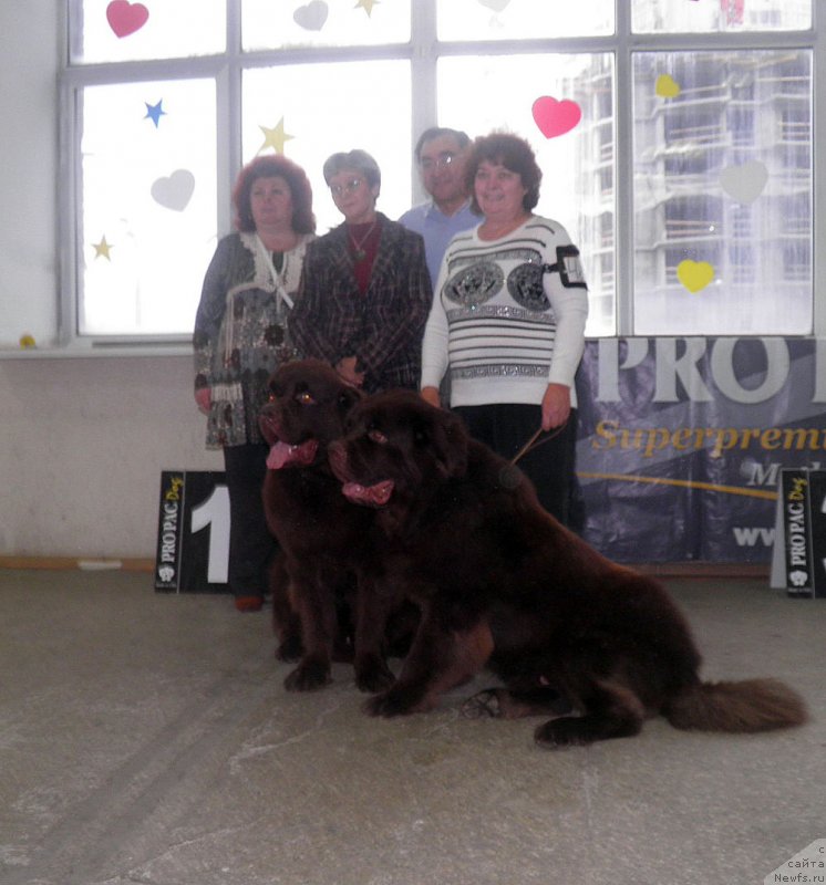 Фото: ньюфаундленд Чарли Де Бест Хелфи Пэл (Charli The Best Helfi Pel), ньюфаундленд Чармер Денкам Бронз (Charmer Denkam Bronze)