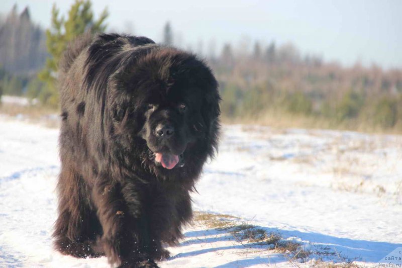 Фото: ньюфаундленд Баловень Судьбы