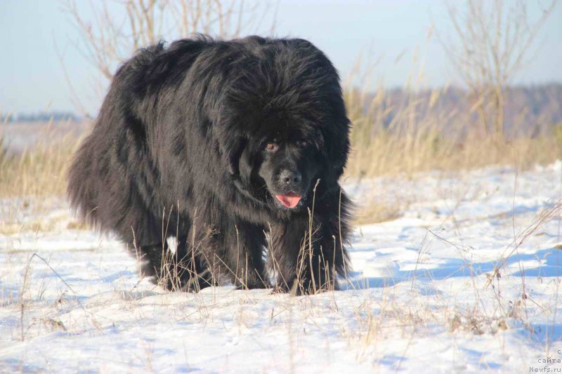 Фото: ньюфаундленд Ньюфорт Лунный Бархат