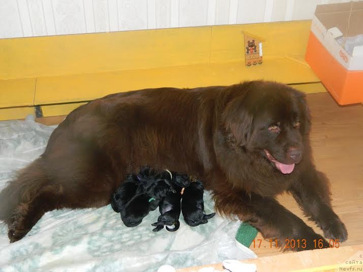 Фото: ньюфаундленд Очаровашка с Берега Дона (Ocharovashka s Berega Dona)