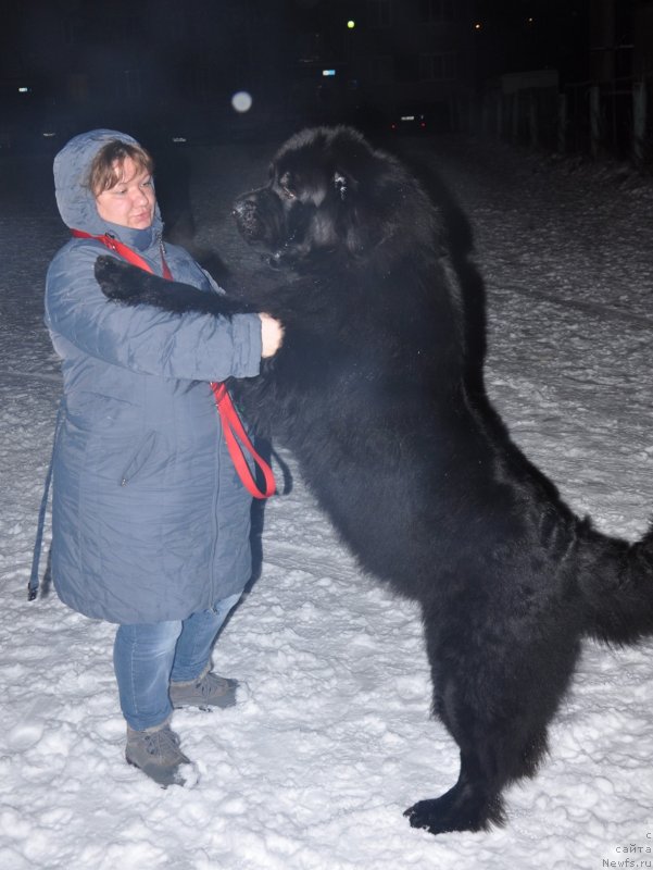 Фото: ньюфаундленд Омар Шериф, Людмила Овсянникова