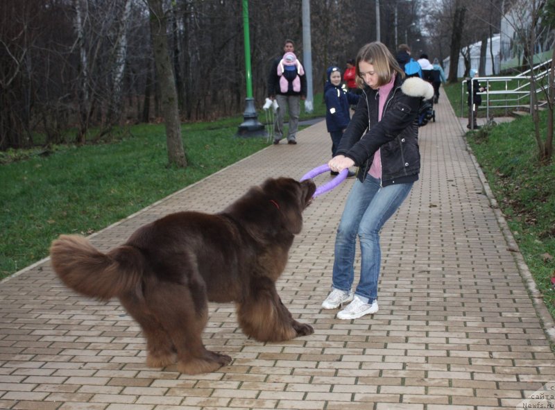 Фото: ньюфаундленд Черный Шарм Ангельская Красота (Chernyi Sharm Angel'skaya Krasota)