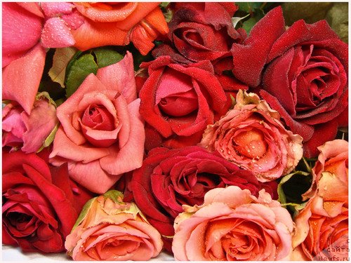 Фотография № 139487