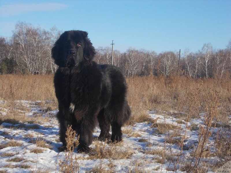 Фото: ньюфаундленд Интрига Ночи от Марлеон Дусвик