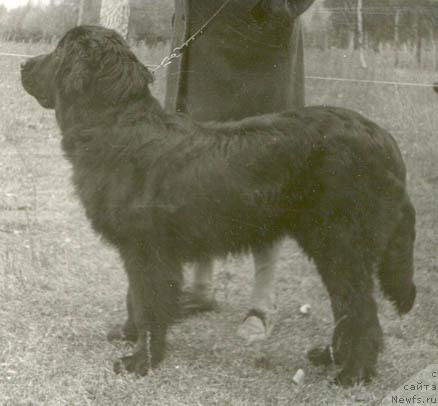 Фото: ньюфаундленд Жульен Марч