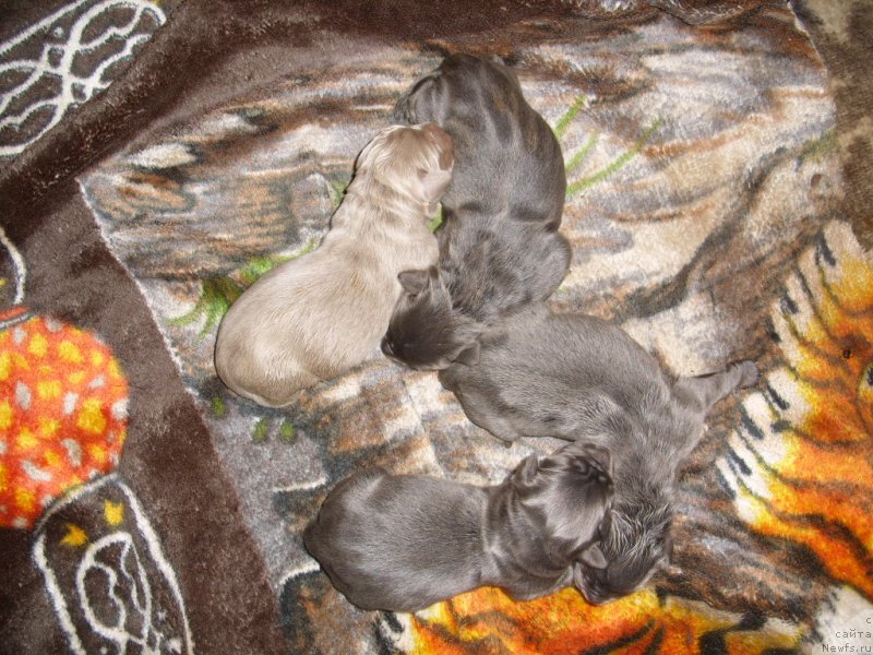 Фото: ДЕТИ, ньюфаундленд Черный Шарм Амбер Бест Дог ФО Марлеон, ньюфаундленд Аквамариновая Красотка для Марлеон