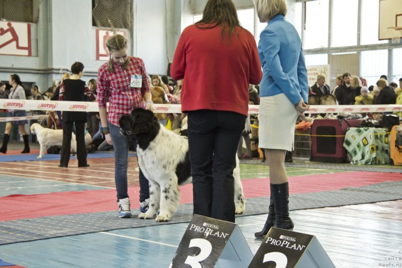 Фото: ньюфаундленд Кипер Соул Ноу Даут Бэст (Keeper Soul Nou Daut Best)