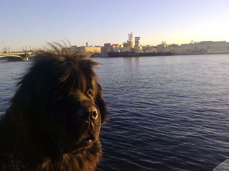 Фото: ньюфаундленд Циннамон БельФра Шармэль из Аркаима (Tsinnamon Bel' Fra Sharmel iz Arkaima)