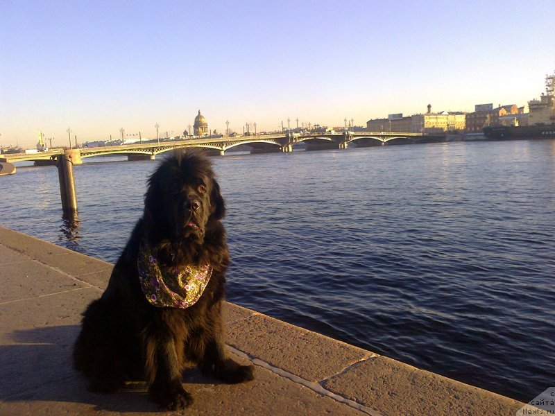 Фото: ньюфаундленд Циннамон БельФра Шармэль из Аркаима (Tsinnamon Bel' Fra Sharmel iz Arkaima)