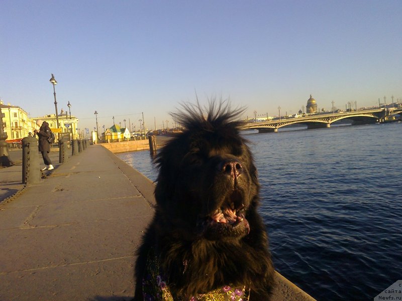 Фото: ньюфаундленд Циннамон БельФра Шармэль из Аркаима (Tsinnamon Bel' Fra Sharmel iz Arkaima)