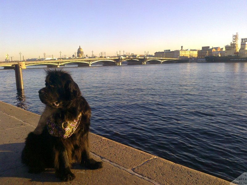 Фото: ньюфаундленд Циннамон БельФра Шармэль из Аркаима (Tsinnamon Bel' Fra Sharmel iz Arkaima)