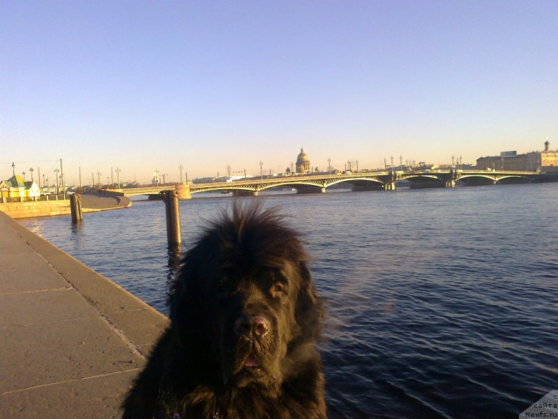 Фото: ньюфаундленд Циннамон БельФра Шармэль из Аркаима (Tsinnamon Bel' Fra Sharmel iz Arkaima)