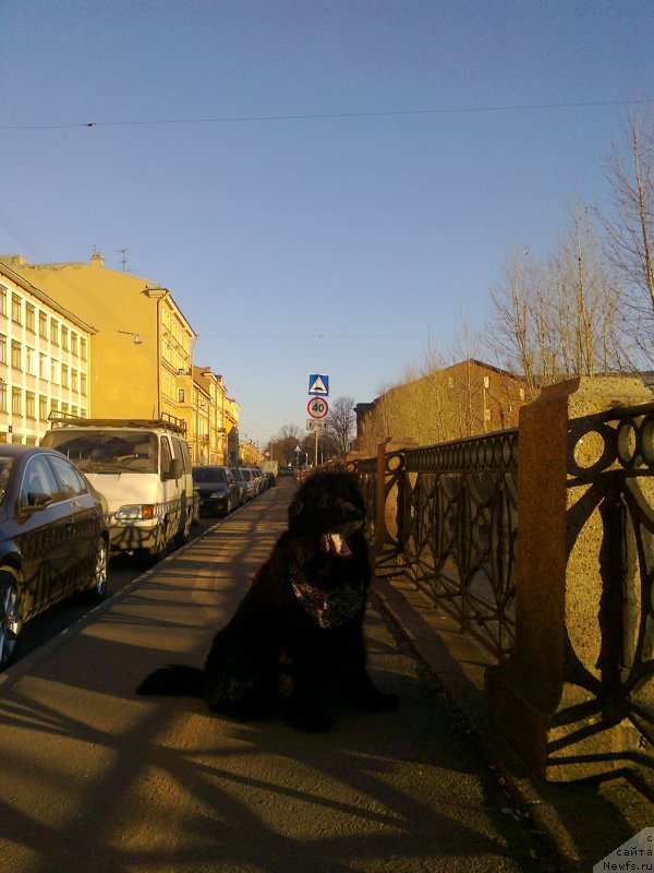 Фото: ньюфаундленд Циннамон БельФра Шармэль из Аркаима (Tsinnamon Bel' Fra Sharmel iz Arkaima)