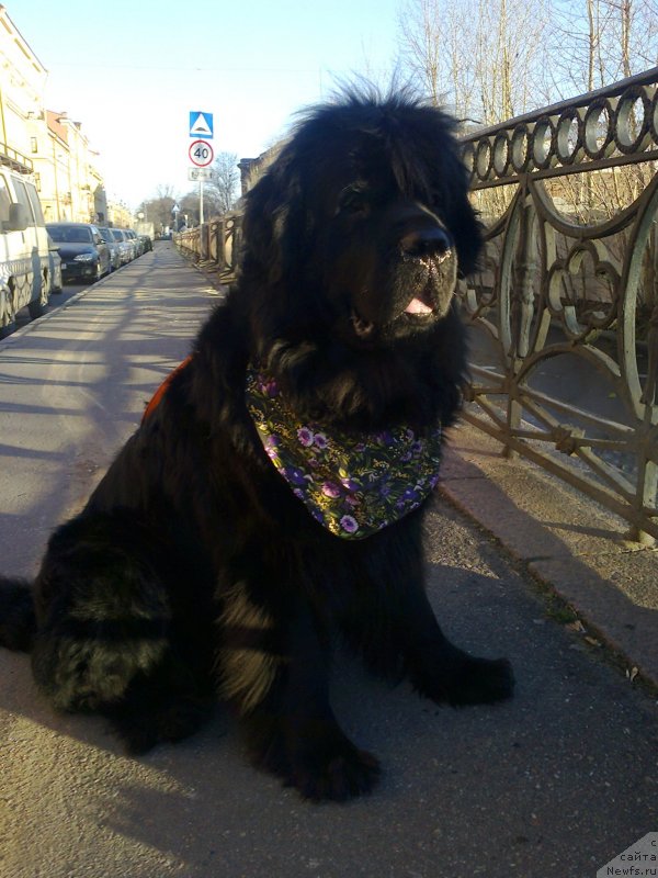 Фото: ньюфаундленд Циннамон БельФра Шармэль из Аркаима (Tsinnamon Bel' Fra Sharmel iz Arkaima)