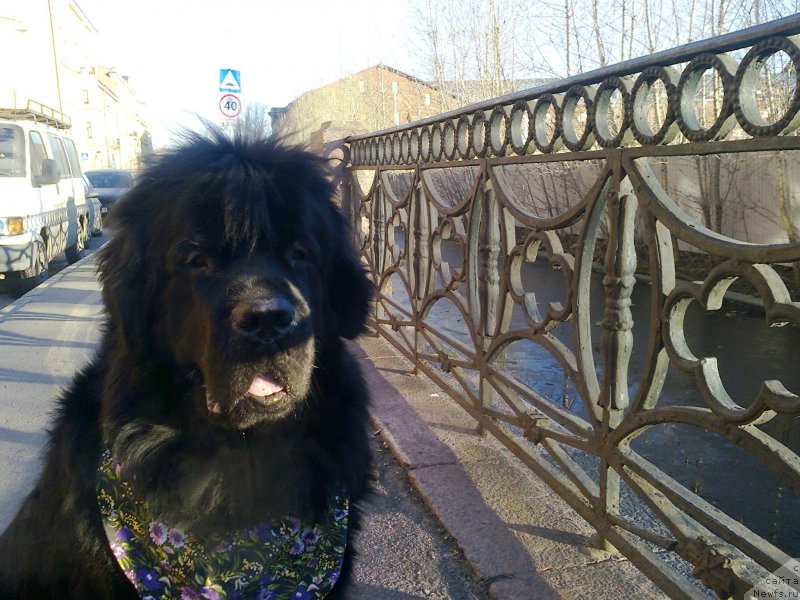 Фото: ньюфаундленд Циннамон БельФра Шармэль из Аркаима (Tsinnamon Bel' Fra Sharmel iz Arkaima)