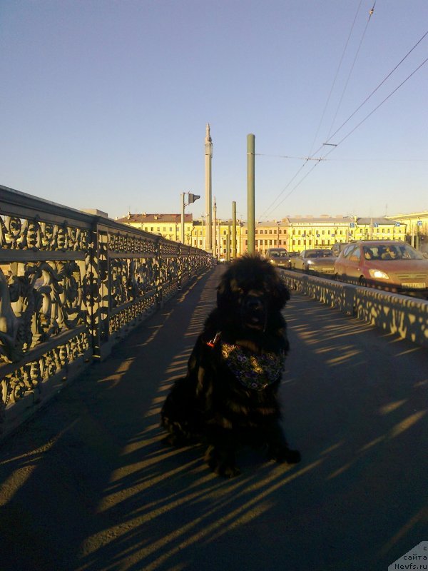 Фото: ньюфаундленд Циннамон БельФра Шармэль из Аркаима (Tsinnamon Bel' Fra Sharmel iz Arkaima)