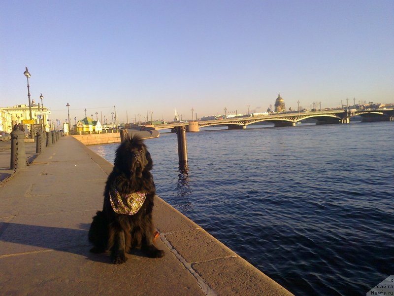 Фото: ньюфаундленд Циннамон БельФра Шармэль из Аркаима (Tsinnamon Bel' Fra Sharmel iz Arkaima)