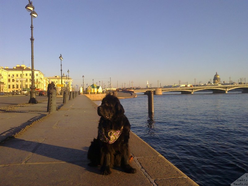 Фото: ньюфаундленд Циннамон БельФра Шармэль из Аркаима (Tsinnamon Bel' Fra Sharmel iz Arkaima)