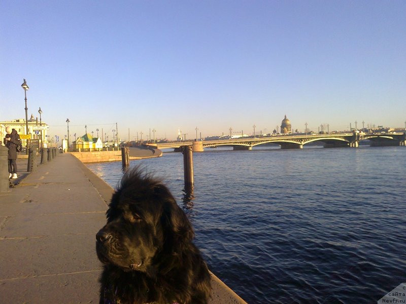 Фото: ньюфаундленд Циннамон БельФра Шармэль из Аркаима (Tsinnamon Bel' Fra Sharmel iz Arkaima)