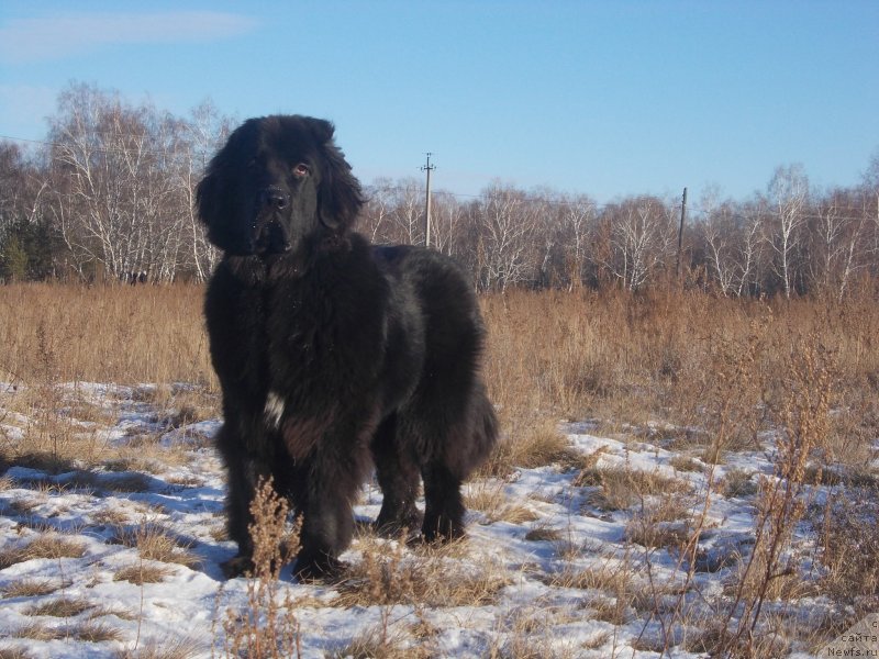 Фото: ньюфаундленд Интрига Ночи от Марлеон Дусвик, ньюфаундленд Интрига Ночи от Марлеон Дусвик