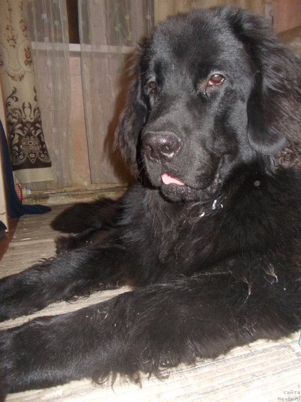 Фото: ньюфаундленд Интрига Ночи от Марлеон Дусвик