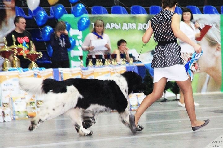 Фото: ньюфаундленд Супер Бизон Арго (Super Bizon Argo)