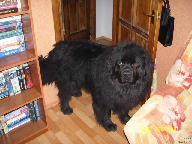 Фото: ньюфаундленд Ункас Эктив Бой