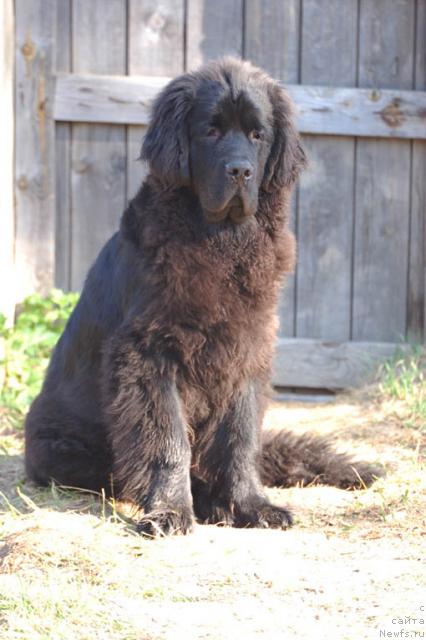 Фото: ньюфаундленд Сент Джонс Орфей