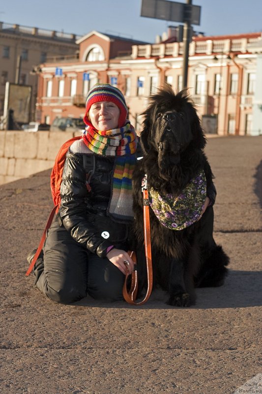 Фото: Наталья Селезнева, ньюфаундленд Циннамон БельФра Шармэль из Аркаима (Tsinnamon Bel' Fra Sharmel iz Arkaima)