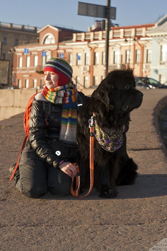 Фото: Наталья Селезнева, ньюфаундленд Циннамон БельФра Шармэль из Аркаима (Tsinnamon Bel' Fra Sharmel iz Arkaima)