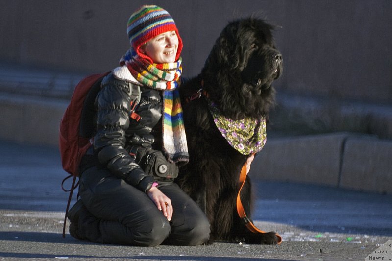 Фото: Наталья Селезнева, ньюфаундленд Циннамон БельФра Шармэль из Аркаима (Tsinnamon Bel' Fra Sharmel iz Arkaima)
