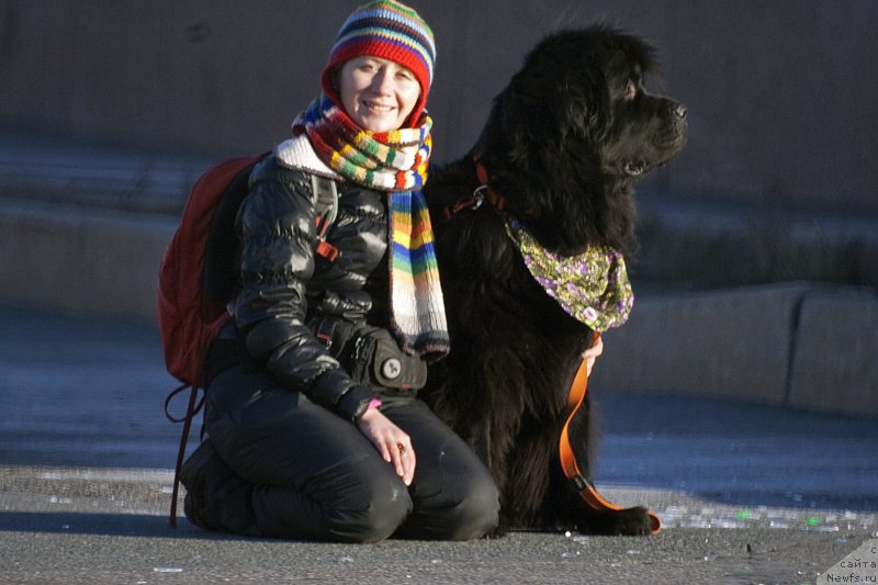 Фото: Наталья Селезнева, ньюфаундленд Циннамон БельФра Шармэль из Аркаима (Tsinnamon Bel' Fra Sharmel iz Arkaima)