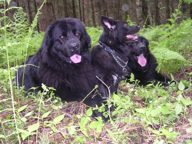 Фото: ньюфаундленд Норт Фэйс Лаванда, ньюфаундленд Сангрия