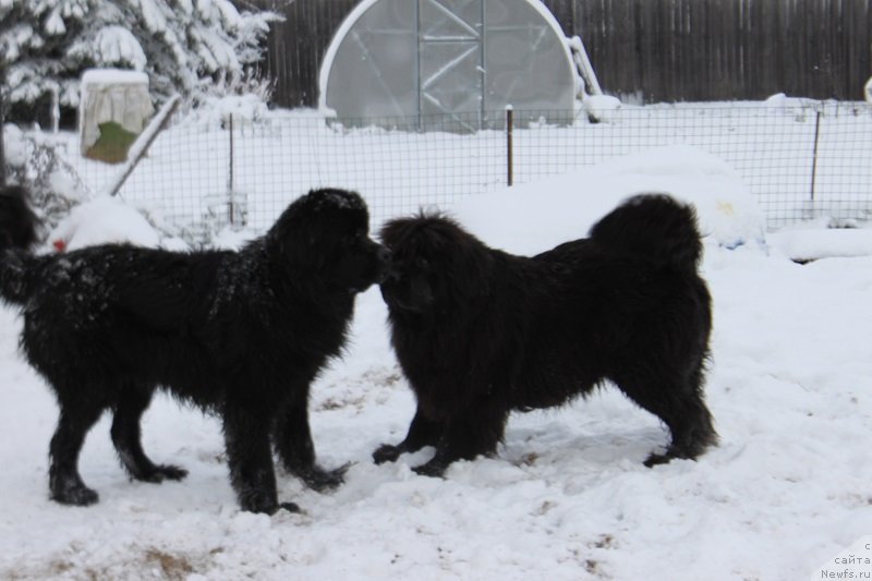 Фото: ньюфаундленд Итальяно Мачо, ньюфаундленд Гранд Бэби Ариадна