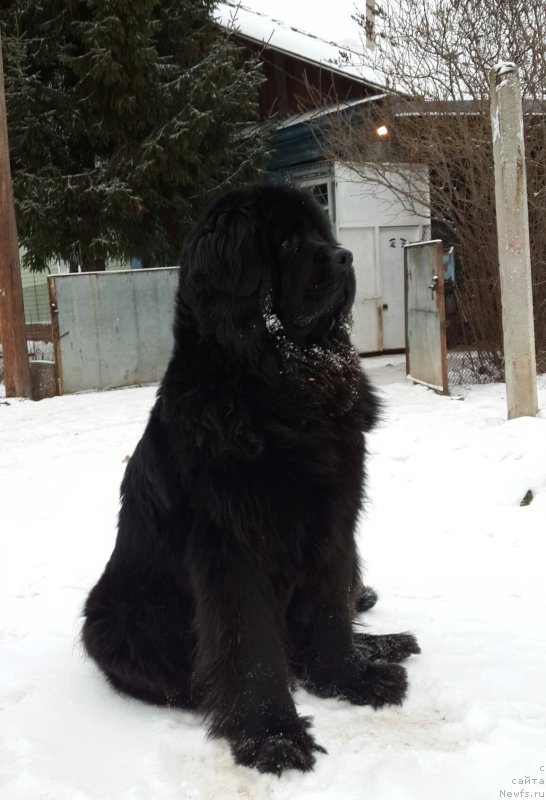 Фото: ньюфаундленд Их Высочество Владлена Маджикс