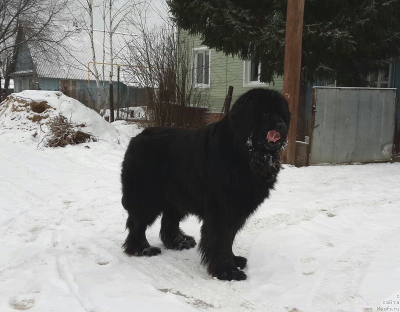 Фото: ньюфаундленд Их Высочество Владлена Маджикс