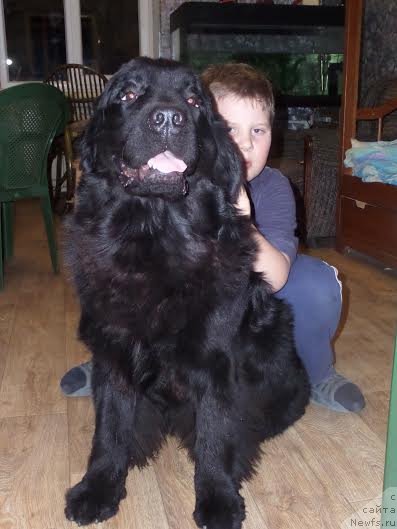 Фото: ньюфаундленд Чрезвычайная Чайн с Берега Дона (Chrezvychaynaya Chayn s Berega Dona)