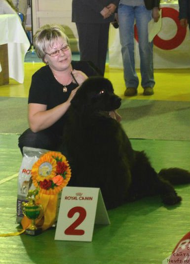 Фото: ньюфаундленд Их Высочество Дивная Царица